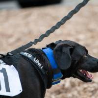 Koda panting after the race, wearing her number "61" race bib